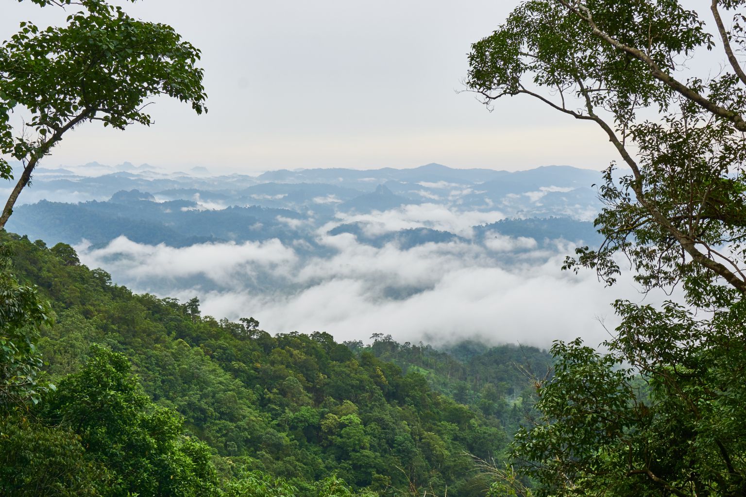 Case study on Disappearing Giant Forests of Uttarakhand