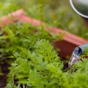 Establishment of Herbal Garden