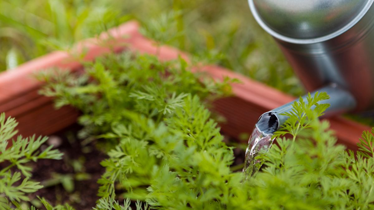 Establishment of Herbal Garden